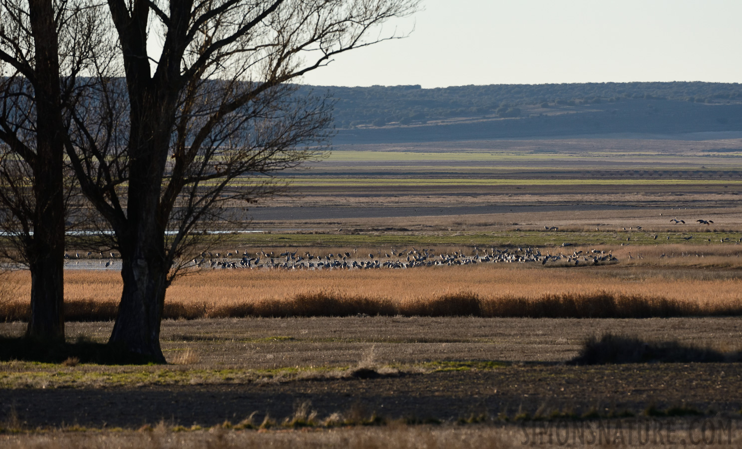 Grus grus [400 mm, 1/1600 sec at f / 8.0, ISO 1000]